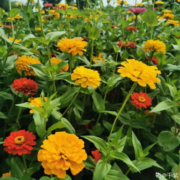 50種花春天播種，長滿小院子，能開一整年