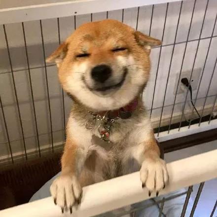 2019年,憨犬阿奇與我的離奇緣分 2019年,憨犬阿奇與我的離奇緣分