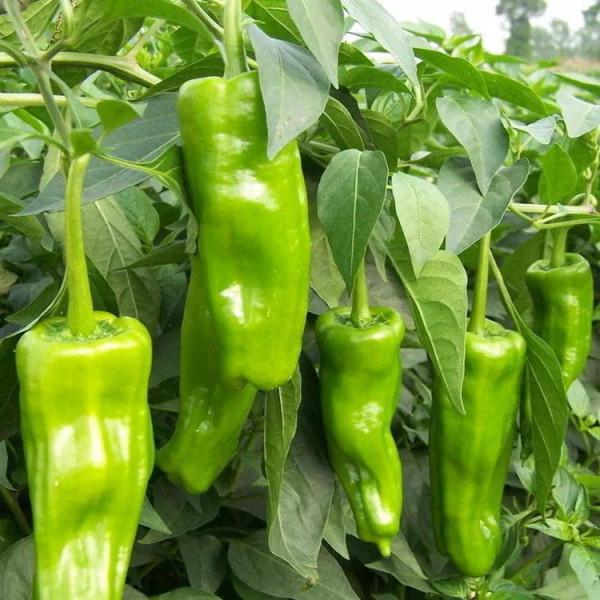 十大農產品別名