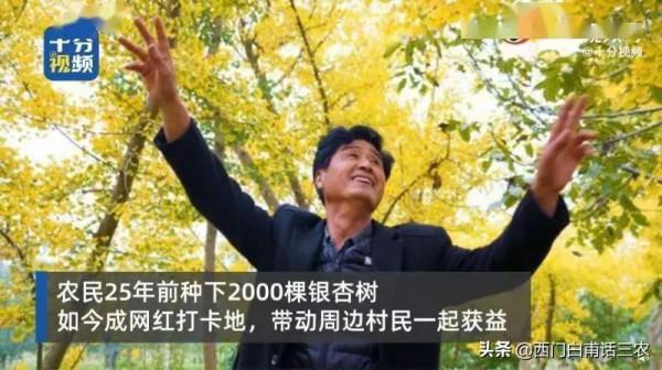 山西農民25年前栽種2000棵銀杏，25年後，天上掉下個“聚寶盆”