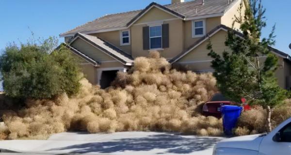 風滾草在美國玩瘋了，堵住公路淹沒小鎮，為何到中國就啞火了？