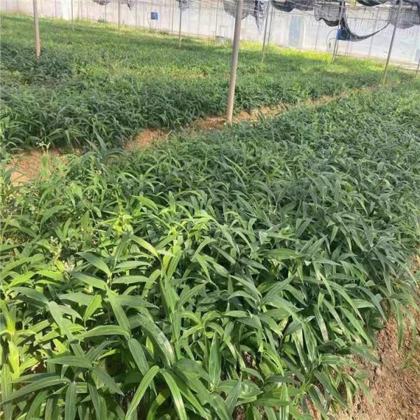 雲南昆明曲靖紅河熱門中藥材種苗價格行情快訊9月15蘭茂藥材網