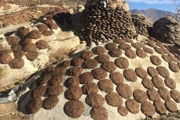 印度“牛糞餅”一盒205元，經常賣到脫銷，究竟有什麼用處？