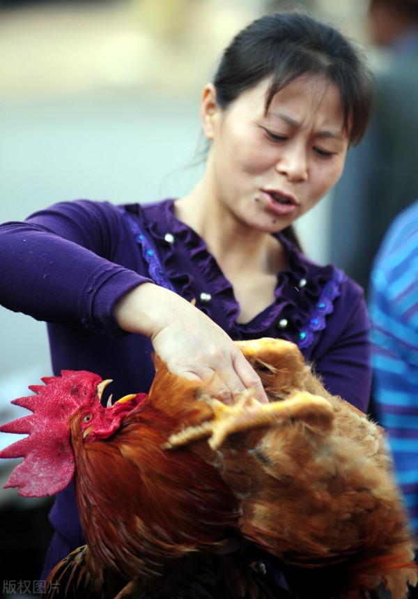 農村養雞技術——傳統閹大公雞閹小公雞有啥區別？如何區分？