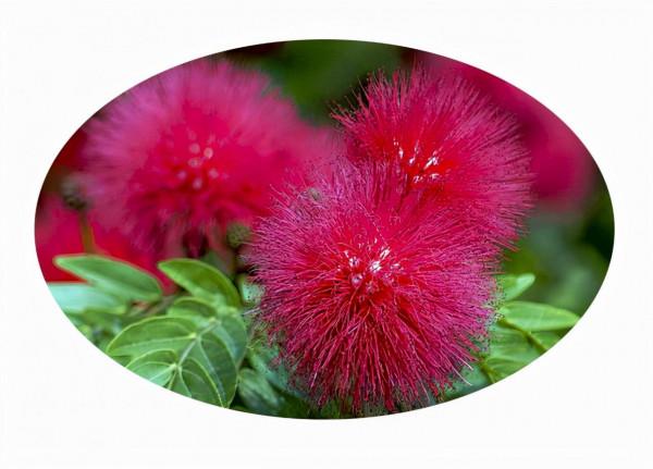 合歡花綻妍 合歡花綻妍