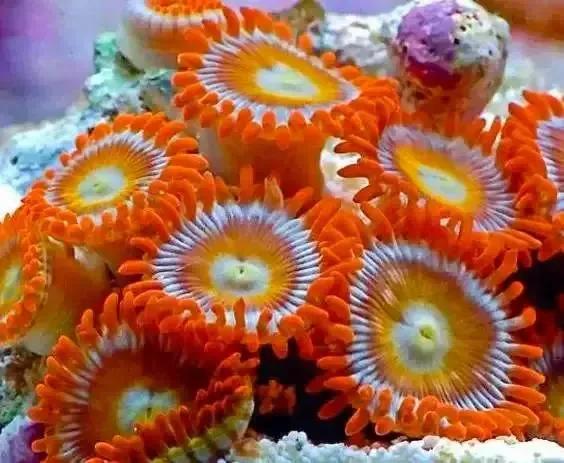 分享圖片&mdash;&mdash;海洋之花