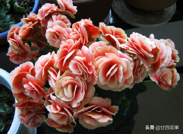 進入11月,6種花值得買,從冬開到春,春節也不停歇 進入11月,6種花值得買,從冬開到春,春節也不停歇