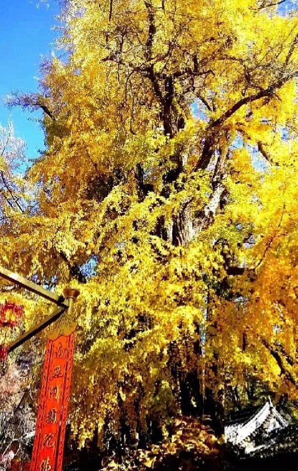 秋季京西這條路，美得如同斑斕的油畫