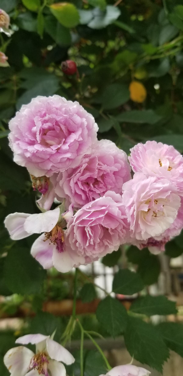 秋天常見的60種花，最全花卉圖譜，收藏起來慢慢看