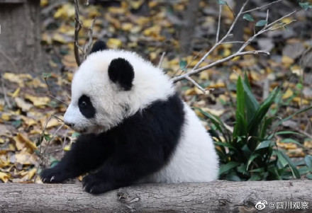 請讓讓！熊貓幼兒園小霸王來了