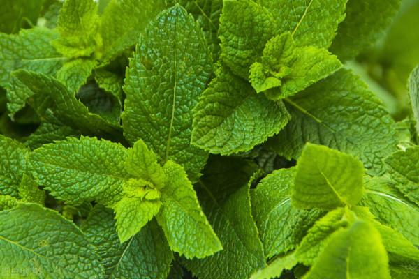 院子裡草太多,種它們就對了,越長越多不說,還不給野草生長機會 院子裡草太多,種它們就對了,越長越多不說,還不給野草生長機會