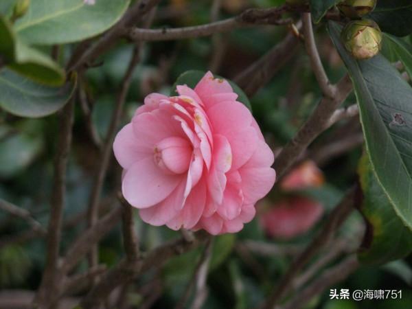 雲臺花園花的海洋