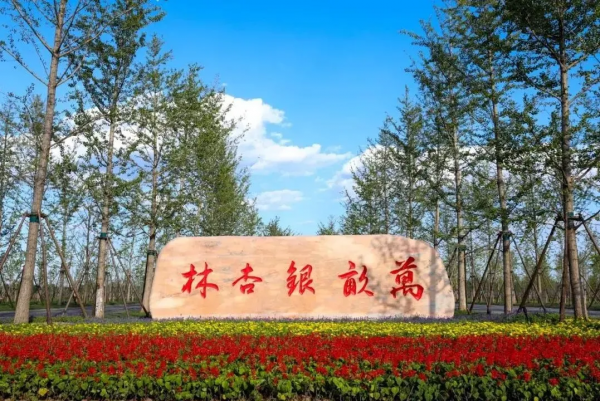 拾一片銀杏葉，藏住最美“秋韻”！