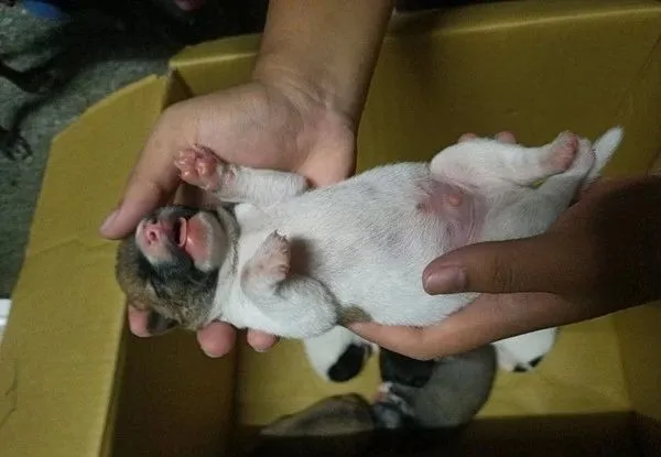 收留狗媽，“一晚送8寶寶”，8小時後客廳躺滿