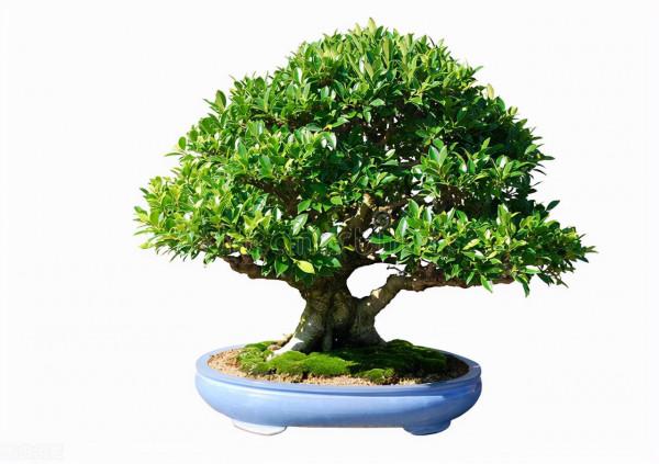 金錢榕盆栽，養在家裡，越養越茂盛