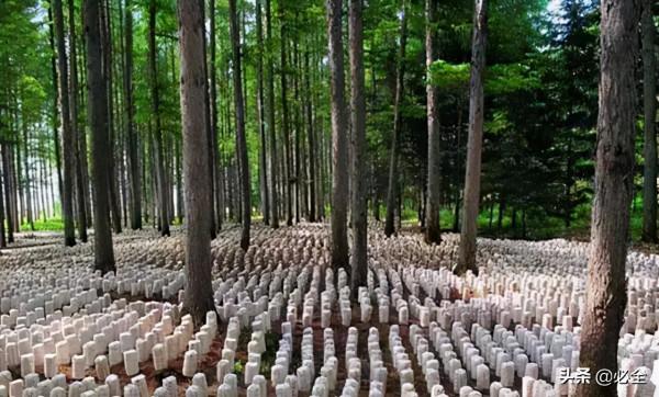 十大模式“引爆”林下經濟發展 十大模式“引爆”林下經濟發展