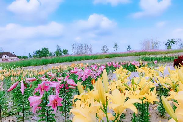 長三角這9條美麗鄉村休閒旅遊行（秋季）路線，你走過幾條？