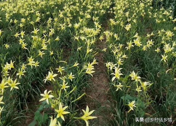 我就看好這四種蔬菜，種一次能連續收穫多年，省工省力又高產