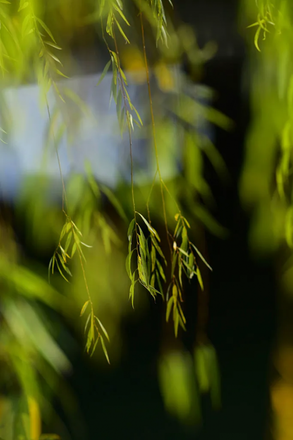 春天奢侈的十件小事