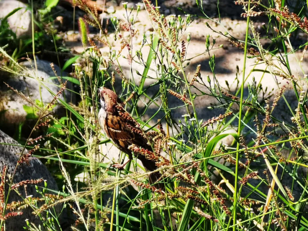 一年好景君須記 正是橙黃橘綠時