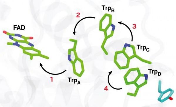 咕咕咕?它們也許比你的導航更準更快 咕咕咕?它們也許比你的導航更準更快
