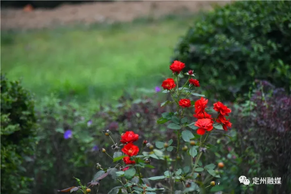 定州又一座公園建成開放,佔地80餘畝 定州又一座公園建成開放,佔地80餘畝