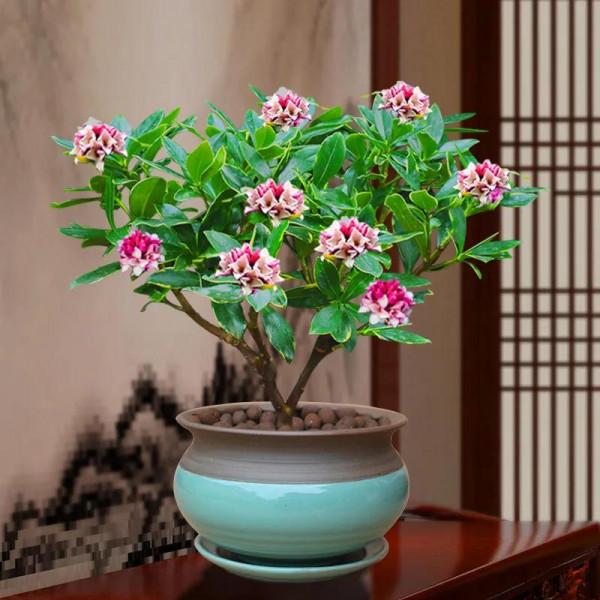 寓意祥瑞，瑞香花。過年養一盆，室內馨香，祥瑞安康