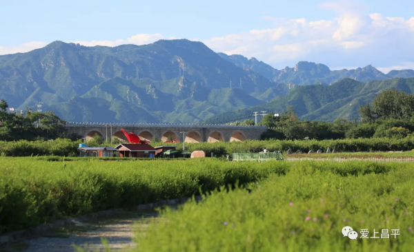 昌平夏末美景專屬地！藍天白雲，水鳥倒映，花田拍照......美不勝收！
