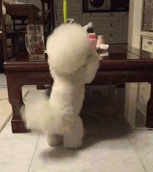 狗界“無體臭”的狗,養了不用擔心家裡臭臭的 狗界“無體臭”的狗,養了不用擔心家裡臭臭的