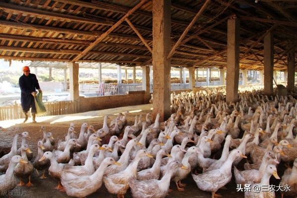 鴨鵝漿膜炎,要想治療效果好?搞清其中的道理才是關鍵 鴨鵝漿膜炎,要想治療效果好?搞清其中的道理才是關鍵