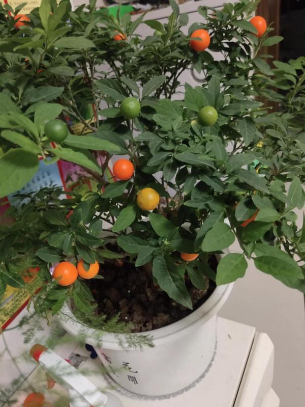 花草不論貴賤 花草不論貴賤