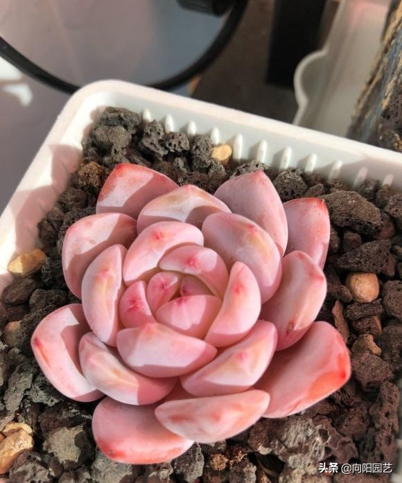 好多肉是養出來的，不是買的，狀態再好，到了家裡也是綠白菜