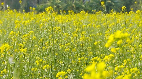 市區近郊大片金燦燦菜心花盛開，成為一道冬日美景