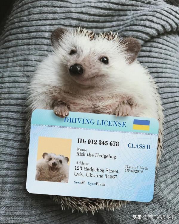 烏克蘭網紅小刺蝟，因愛露肚皮走紅網路，喜感十足的樣子太萌了