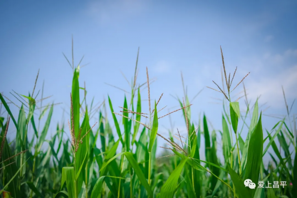 秋日農場嗨玩!露營野餐,種菜摘果,過嚮往的田園生活 秋日農場嗨玩!露營野餐,種菜摘果,過嚮往的田園生活