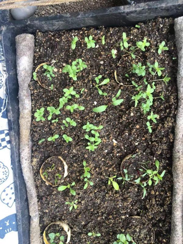 ONELiving 一活生態陽臺可持續收菜收食物記錄 2021.10.31 ONELiving 一活生態陽臺可持續收菜收食物記錄 2021.10.31