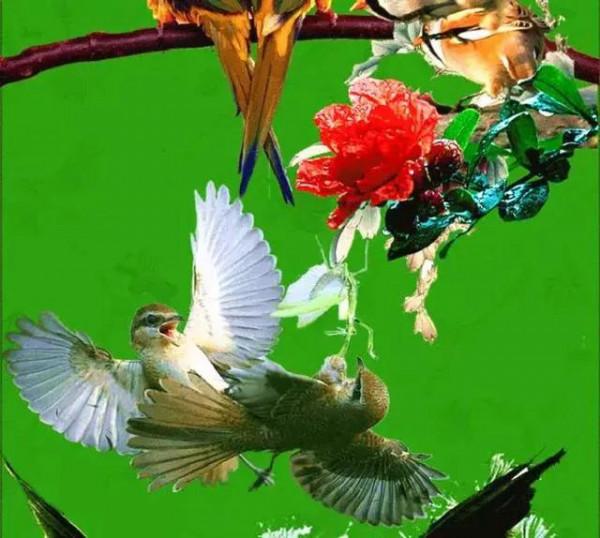 100幅美麗的鳥圖欣賞