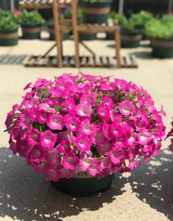 矮牽牛花，要想開花爆盆，就要大剪大修，有舍才有得