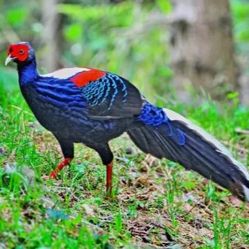 鳥的世界 鳥的天堂