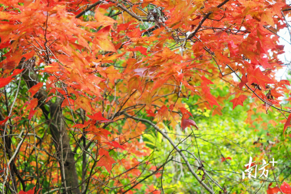 初冬始興北山層林盡染,漫山紅葉似彩霞 初冬始興北山層林盡染,漫山紅葉似彩霞