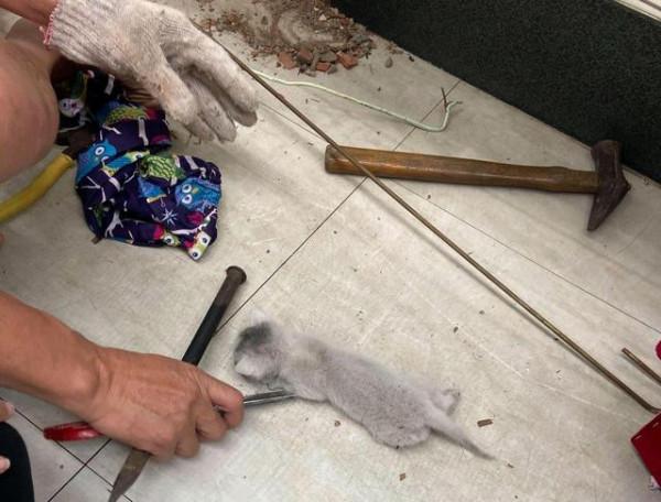 牆裡救出“爛眼”貓，養了3個月後睜開眼時：太可愛了吧？