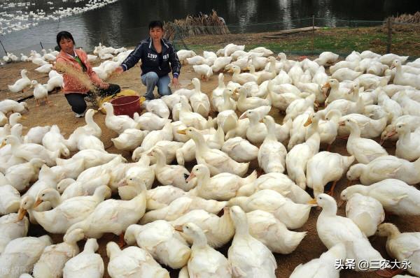 鴨鵝漿膜炎,要想治療效果好?搞清其中的道理才是關鍵 鴨鵝漿膜炎,要想治療效果好?搞清其中的道理才是關鍵