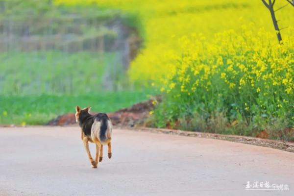 今天，宜到玉溪的油菜花田感受春天