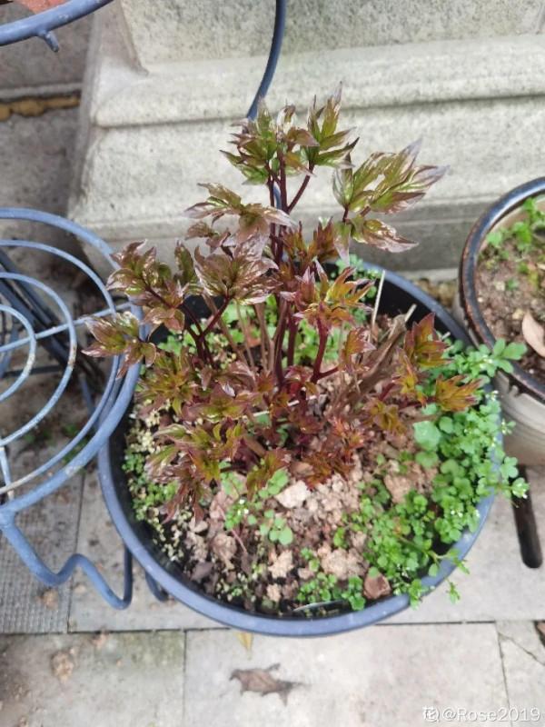 注意，芍藥一年種一次，晚了全年不開花