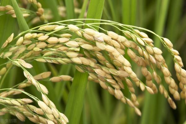 地儲收購接近尾聲 稻價缺乏上漲動力