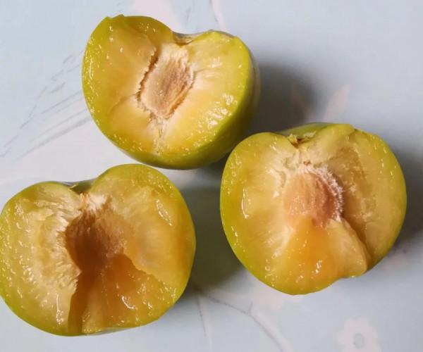 蜂糖李，北方樓頂值得種