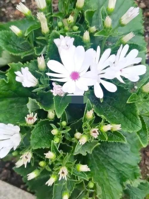 多姿多彩瓜葉菊