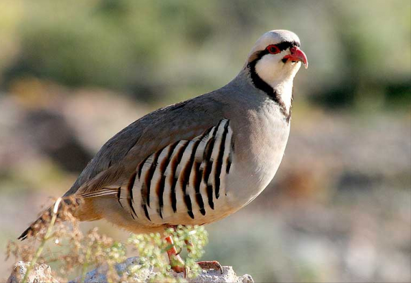 東江攬勝:收集常見鳥類圖譜之陸禽篇,攝鳥人自留地,建議收藏 東江攬勝:收集常見鳥類圖譜之陸禽篇,攝鳥人自留地,建議收藏
