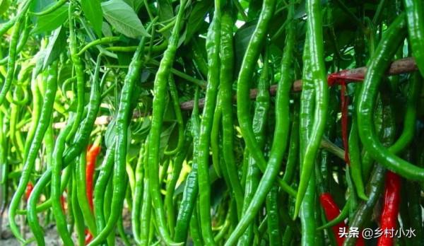 辣椒怎麼種高產？老農教你6個“殺手鐧”，辣椒結滿枝頭