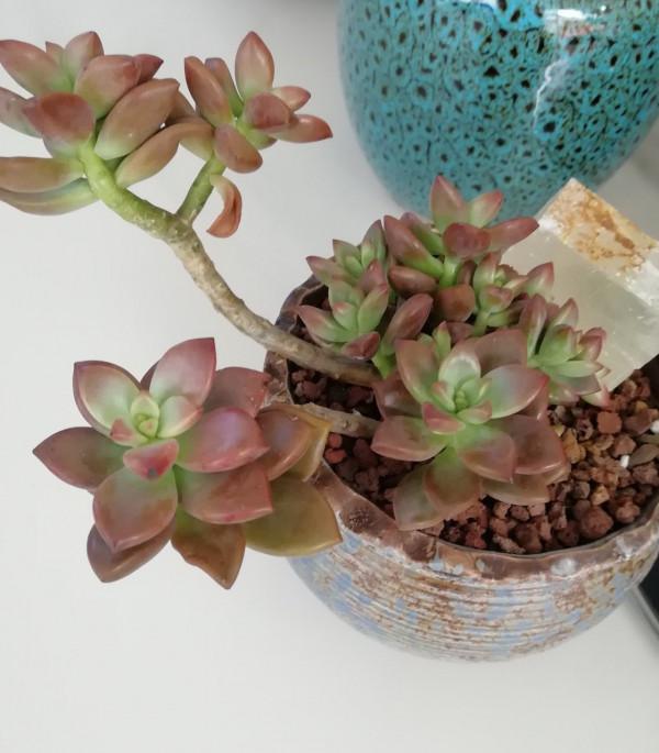 有人被我帶入肉坑,看看給新手都買了什麼肉 有人被我帶入肉坑,看看給新手都買了什麼肉